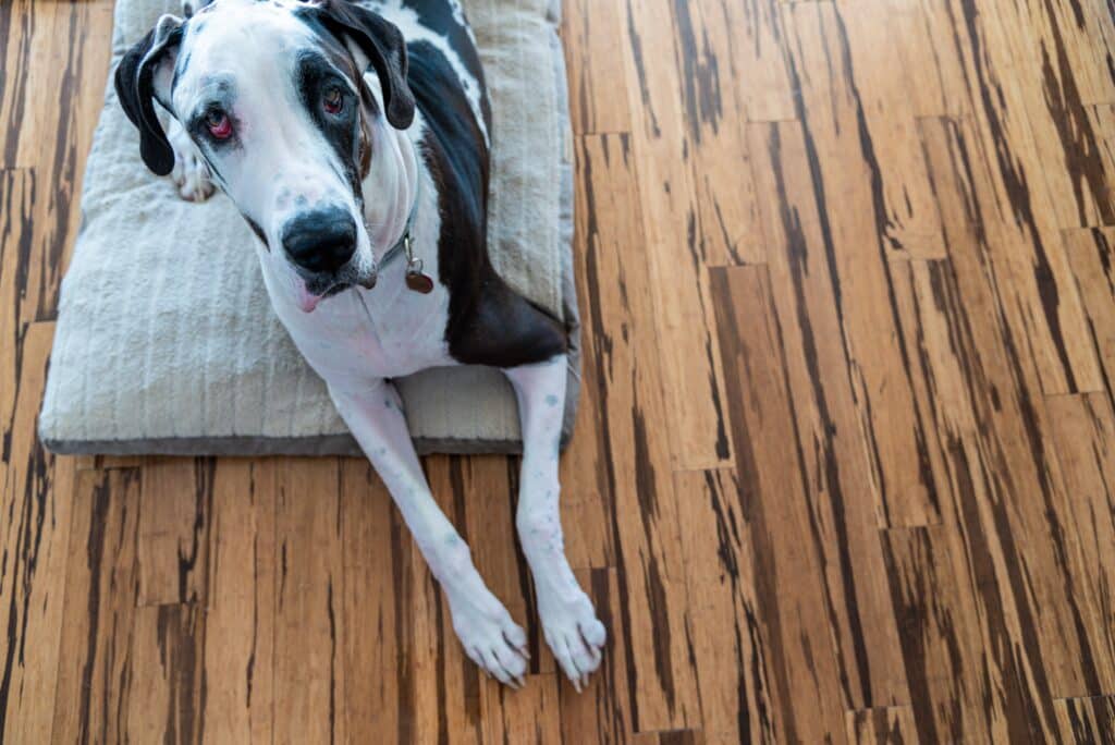 A great dane laying on a doggy bed, atop a tiger colored hardwood floor